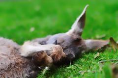 cute kangaroo joey in Cleland Wildlife Conservation Park