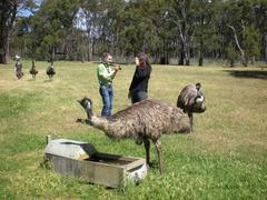 Emus at Cleland Wildlife Park