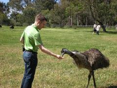 Man hand feeding an Emu at Cleland Wildlife Park