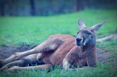 Australian kangaroo standing on grass at Cleland Wildlife Conservation Park