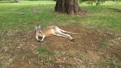 Brown kangaroo at Cleland Conservation Park