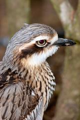 Bush stone-curlew walking in nature