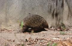 Echidna in Cleland Wildlife Park, South Australia