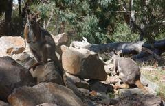 Yellow-Footed Rock Wallabies at Cleland Wildlife Park