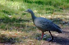 Cape Barren Goose in Cleland Wildlife Park