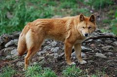 Dingo at Cleland Wildlife Park, South Australia