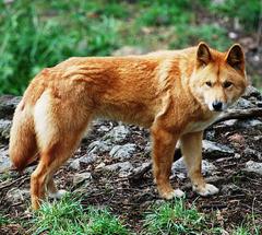 Dingo at Cleland Wildlife Park, South Australia