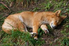 Canis lupus dingo sleeping