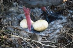 Cape Barren Goose nesting