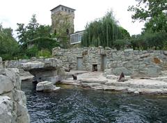 Brown Fur Seal at Zoo Frankfurt