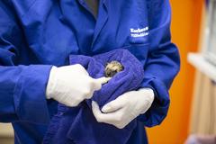 Hedgehog being fed at Korkeasaari Zoo's Wildlife Hospital