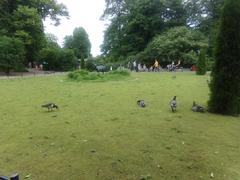 Pukki statue with barnacle geese at Helsinki Zoo