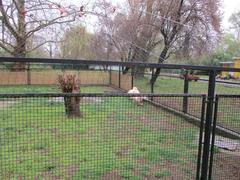 Pelicans in Osijek Zoo in Croatia