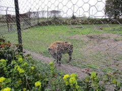 spotted hyena at the zoo