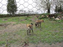 Spotted hyenas in the Osijek Zoo