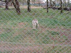 Wolf in Osijek Zoo