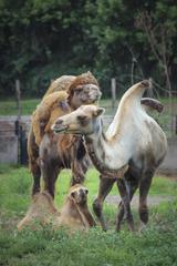 Zoo Osijek entrance with animal sculptures