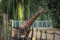 Giraffe at Zoo Osijek