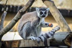 Ring-tailed lemur at Zoo Osijek