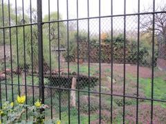 Lion in Osijek Zoo