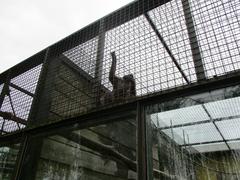 Japanese macaques in Osijek Zoo