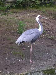 Grus Vipio crane standing on one leg in a natural habitat at Aqua Zoo