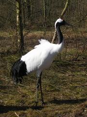 Grus japonensis in Aqua Zoo