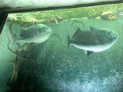 Pacu at Aqua Zoo in Leeuwarden