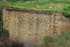 Artificial cliff with Sand Martin nests at Barnes Wetland Centre