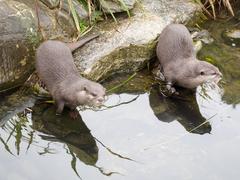 Asian short-claw otters at London Wetlands Centre