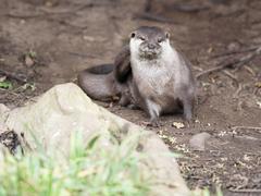 Two Asian short-clawed otters standing on a rock