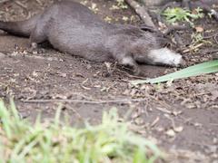 Asian short-clawed otters at London Wetlands Centre