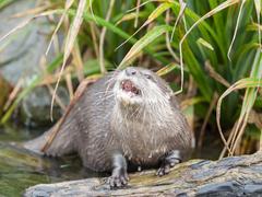 Asian short-clawed otters at London Wetlands Centre