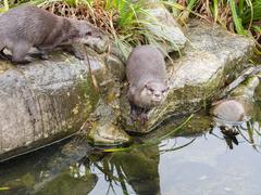 Asian short-clawed otters at London Wetlands Centre