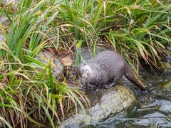 Asian shortclawed otters at London Wetlands Centre