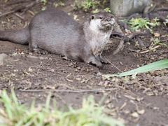 Asian short-clawed otters at London Wetlands Centre