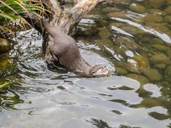 Asian short-clawed otters at London Wetlands Centre