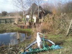 Gull at the London Wetland Centre