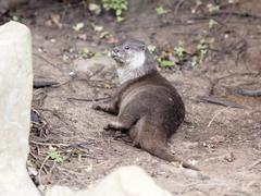 Asian short-clawed otters at London Wetlands Centre