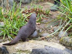 Asian short-clawed otters at London Wetlands Centre