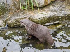 Asian short-clawed otters at London Wetlands Centre