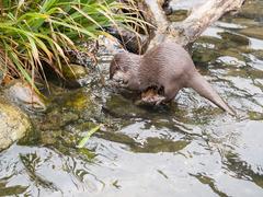 Asian short-clawed otters at London Wetlands Centre