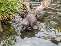 Asian short-clawed otters at London Wetlands Centre