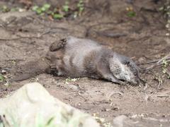 Asian short-clawed otters at London Wetlands Centre