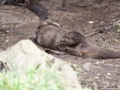 Asian short-clawed otters at the London Wetlands Centre