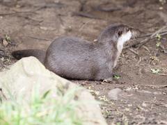 Asian shortclaw otters at London Wetlands Centre