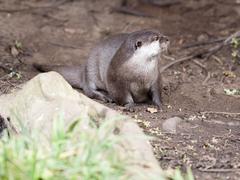 Asian shortclaw otters at London Wetlands Centre