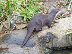 Asian short-clawed otters at London Wetlands Centre