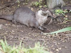 group of Asian short-clawed otters at London Wetlands Centre