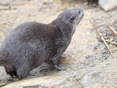 Asian short-clawed otters at London Wetlands Centre